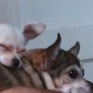 Meet your Posher, Cynthia